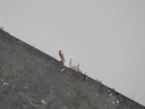 Wooden Rimu Veneer Flush Panel Hollow Core Door - Unhung